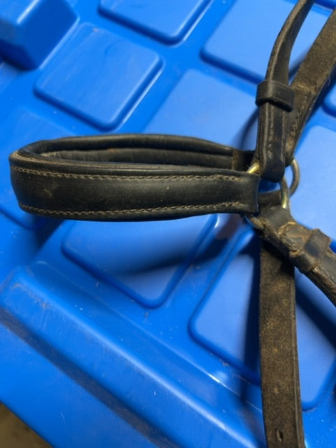 Black Drop Noseband, WB