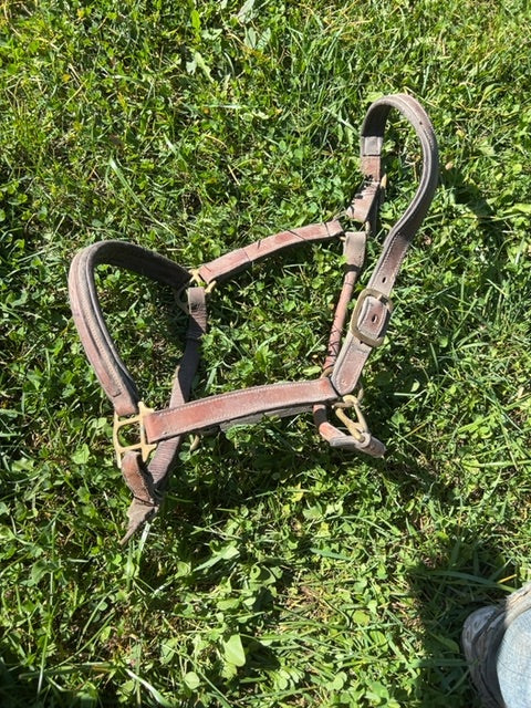 Leather Halter, Full
