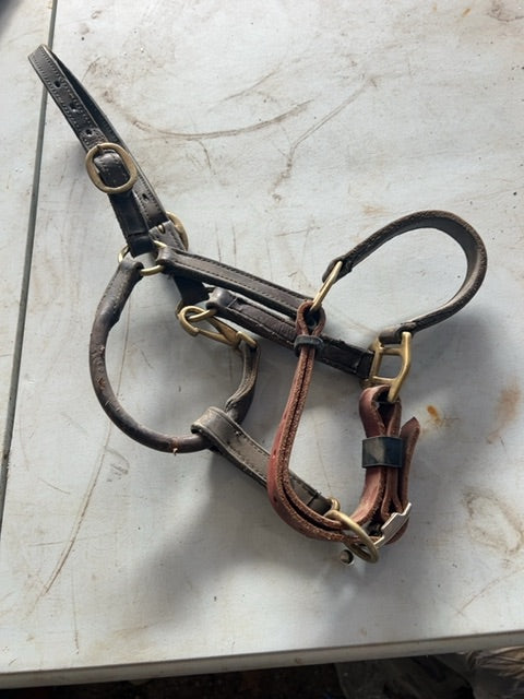 Leather Halter, Pony