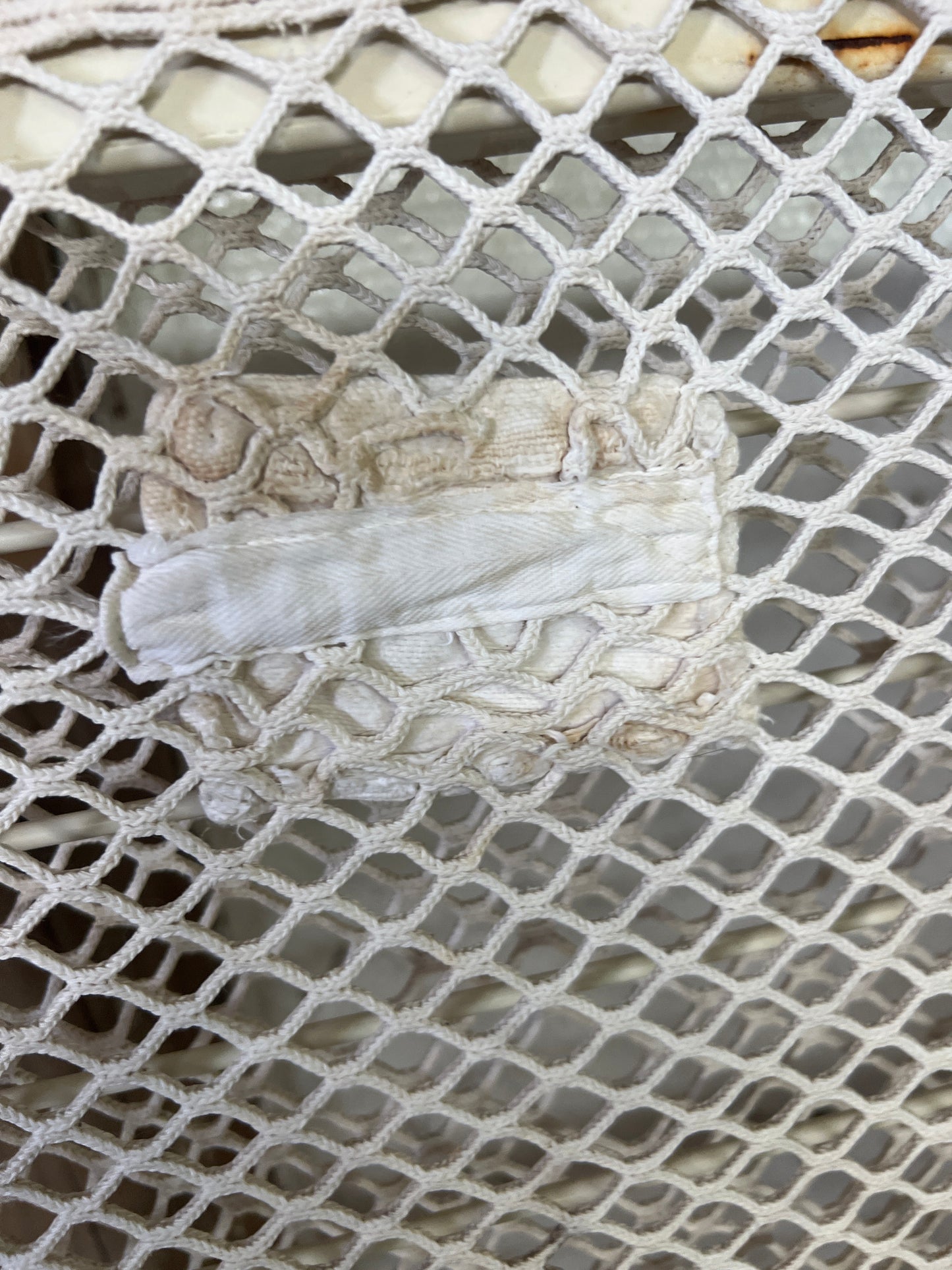 White  Scrim, 62"