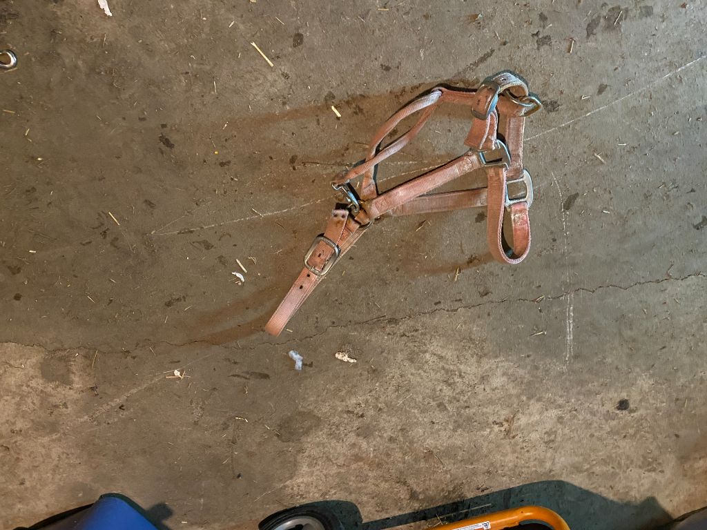 Red Weaver Nylon Halter, LG Horse