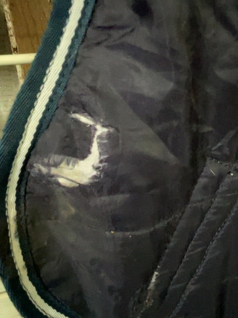Navy Amigo Hood, XL
