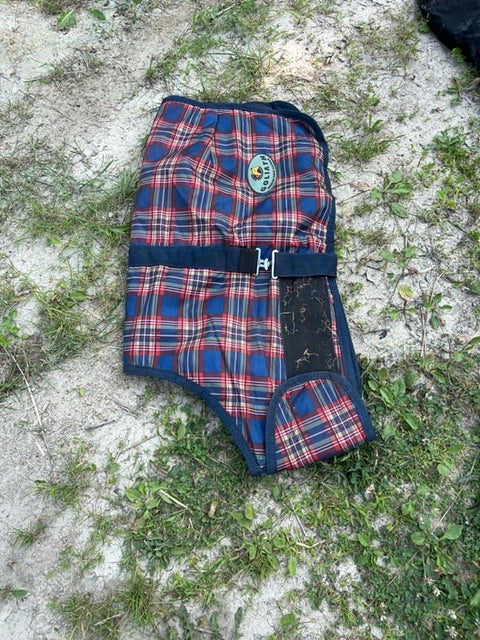 Plaid Goliath Winter, Foal