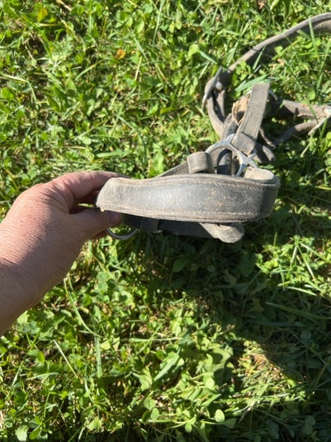 Leather Halter, Pony