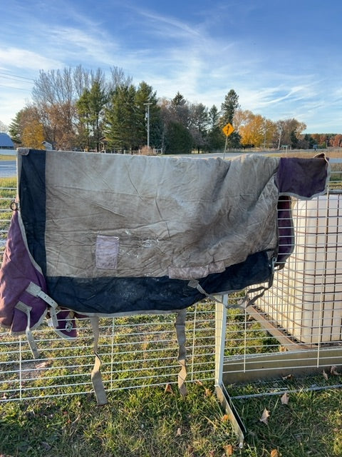 Purple Saxon Winter, 75