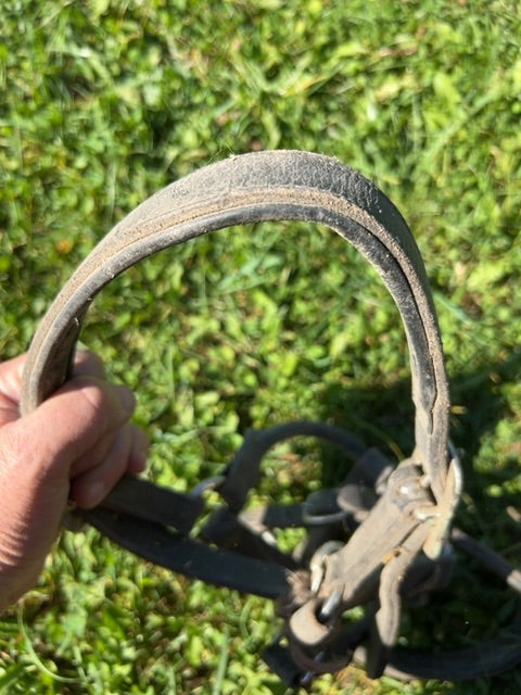 Leather Halter, Pony