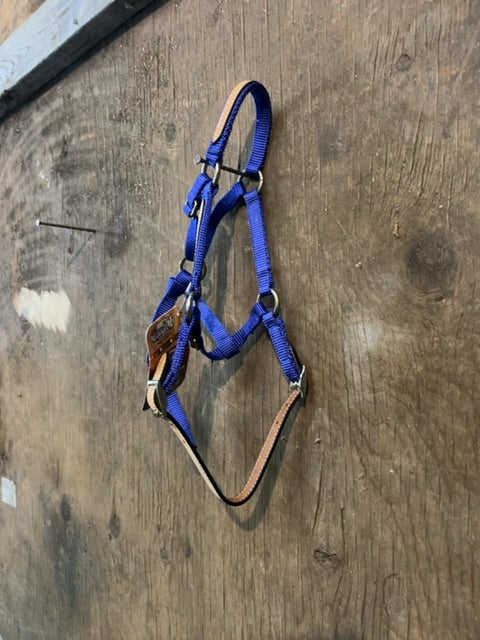Blue Tough 1 Halter, Small mini