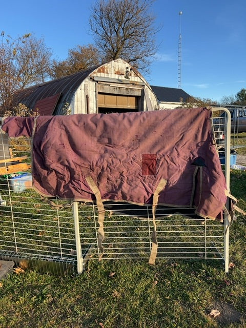 Purple Saxon Winter, 75