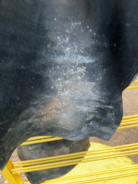 Black Devonaire Full Chaps, Small