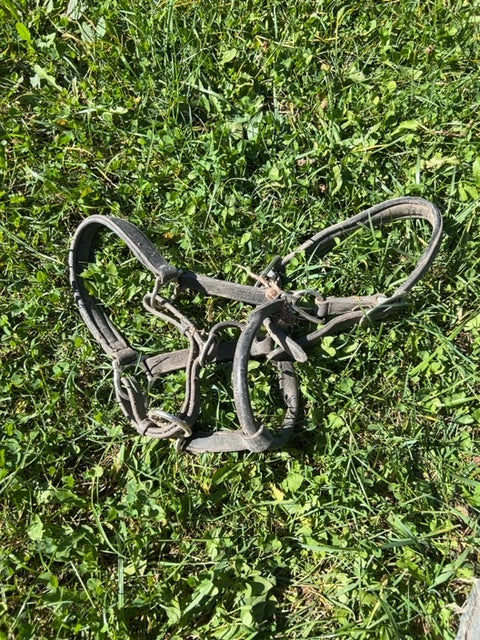 Leather Halter, Pony