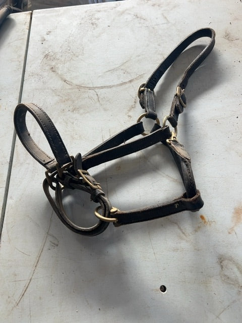 Brown Leather Halter, Cob