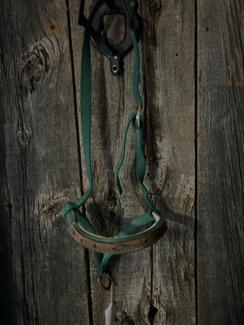 Green with leather on nose  Tie down