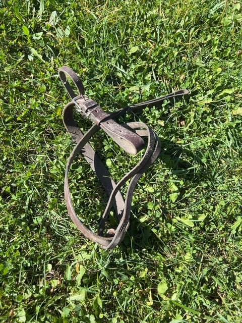 Standing Martingale, Full