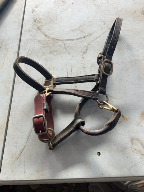 Leather Halter, Pony